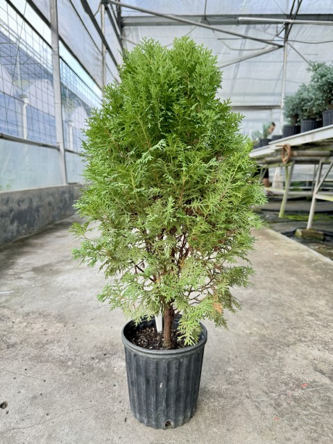 Thuja occidentalis