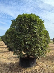 Osmanthus fragrans (Thunb.)