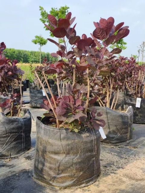 Cotinus obovatus Raf.