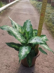 Dieffenbachia seguine (Jacq.)