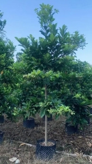 Elaeocarpus decipiens