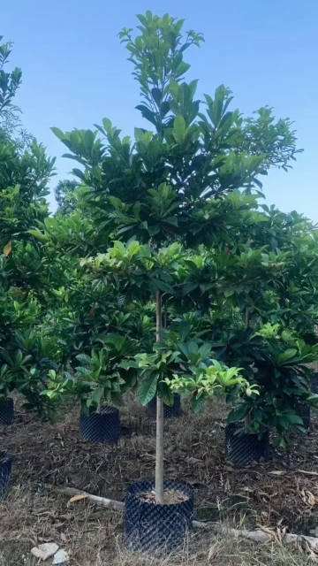 Elaeocarpus decipiens