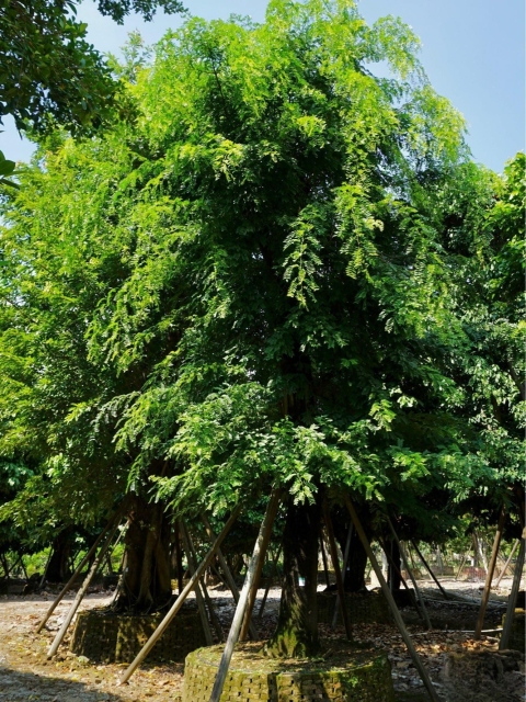 Gleditsia sinensis Lam.