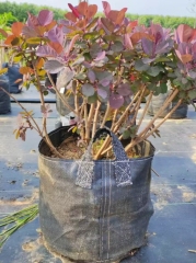 Cotinus obovatus Raf.