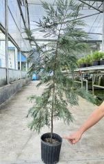 Cupressocyparis leylandii