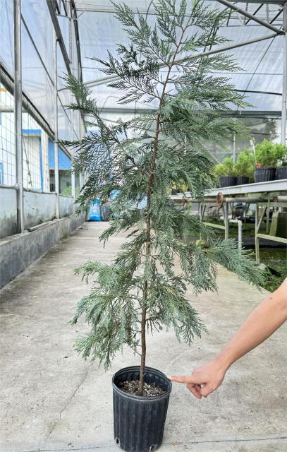 Cupressocyparis leylandii