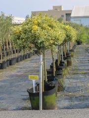 Euonymus japonicus 'Aurea-marginatus'