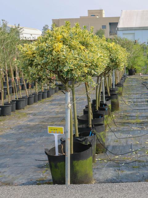 Euonymus japonicus 'Aurea-marginatus'