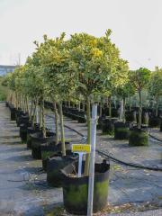 Euonymus japonicus 'Aurea-marginatus'