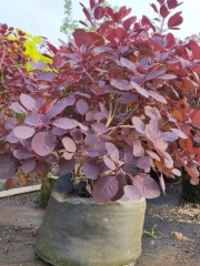 Cotinus obovatus Raf.