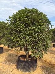 Osmanthus fragrans (Thunb.)