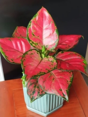 Dieffenbachia seguine (Jacq.)