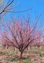 Prunus triloba Lindl.