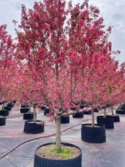 Malus 'Radiant'