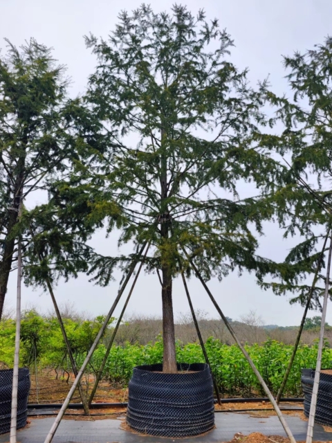 Pseudolarix amabilis (J. Nelson) Rehder