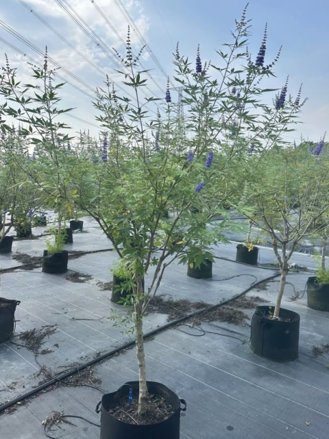 Vitex agnus-castus L.