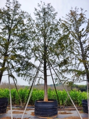 Pseudolarix amabilis (J. Nelson) Rehder