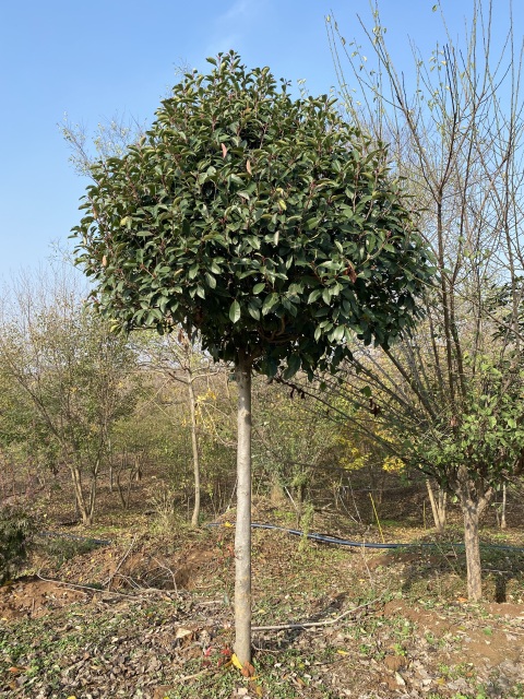 Photinia serratifolia