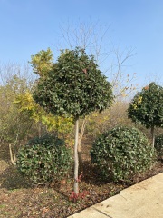 Photinia serratifolia