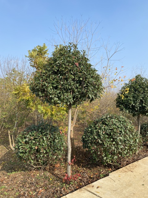 Photinia serratifolia