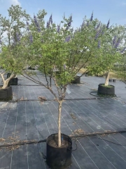 Vitex agnus-castus L.