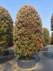 Photinia × fraseri Dress