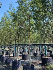 Metasequoia glyptostroboides Hu & W. C. Cheng