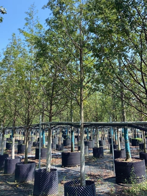 Metasequoia glyptostroboides Hu & W. C. Cheng