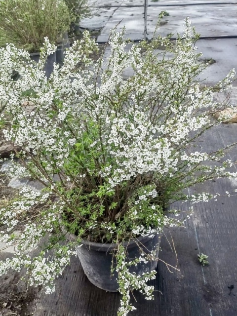 Fontanesia phillyreoides subsp. fortunei