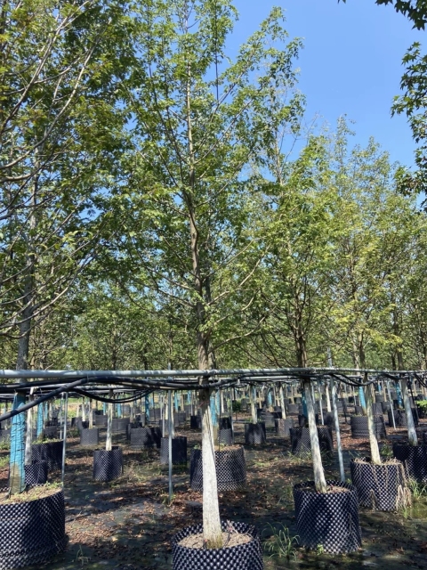 Metasequoia glyptostroboides Hu & W. C. Cheng