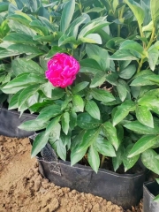 Paeonia lactiflora Pall.