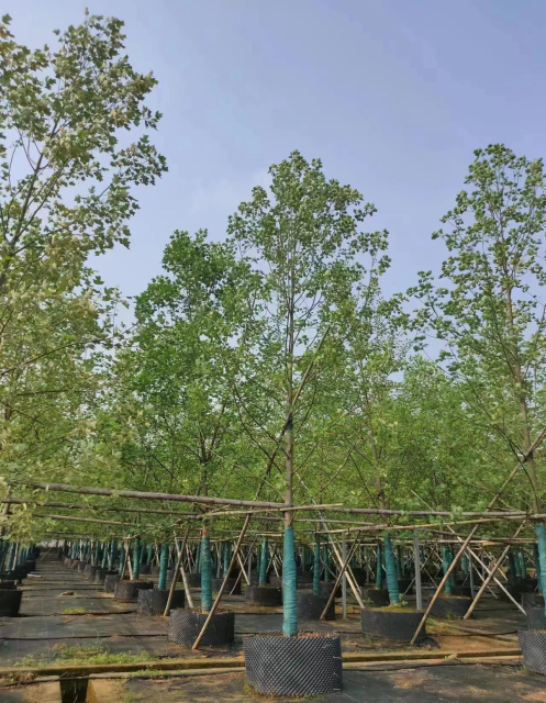 Liriodendron × sinoamericanum P.C. Yieh ex C.B. Shang & Zhang R. Wang