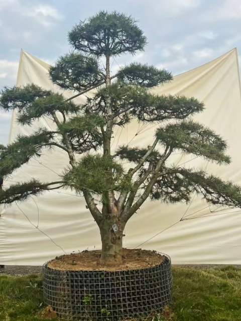 Pinus bungeana Zucc. ex Endl.