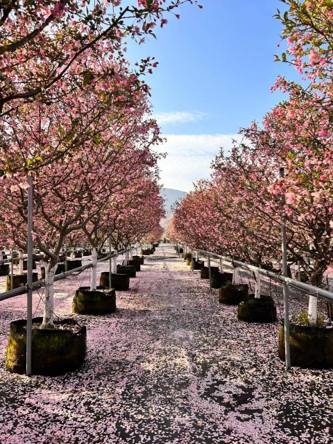 Malus halliana Koehne