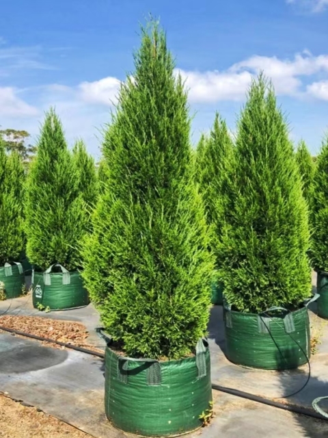 Juniperus chinensis 'Pyramidalis'