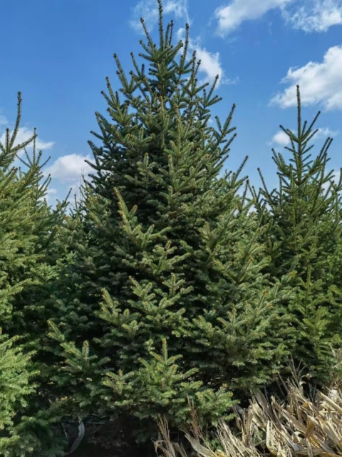 Picea asperata Mast.