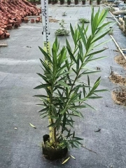 Nerium oleander L.