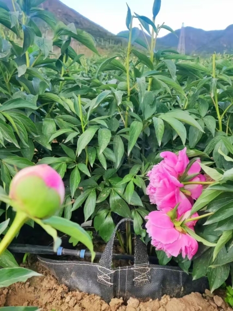 Paeonia lactiflora Pall.