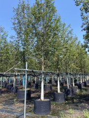 Metasequoia glyptostroboides Hu & W. C. Cheng