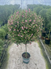 Hibiscus syriacus L.