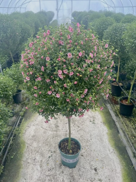 Hibiscus syriacus L.