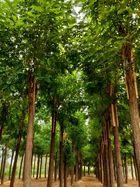 Robinia pseudoacacia 'Idaho'