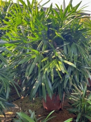 Rhapis excelsa