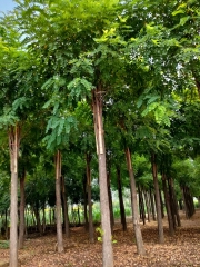 Robinia pseudoacacia 'Idaho'