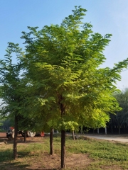 Robinia pseudoacacia L.