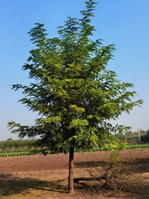 Robinia pseudoacacia L.