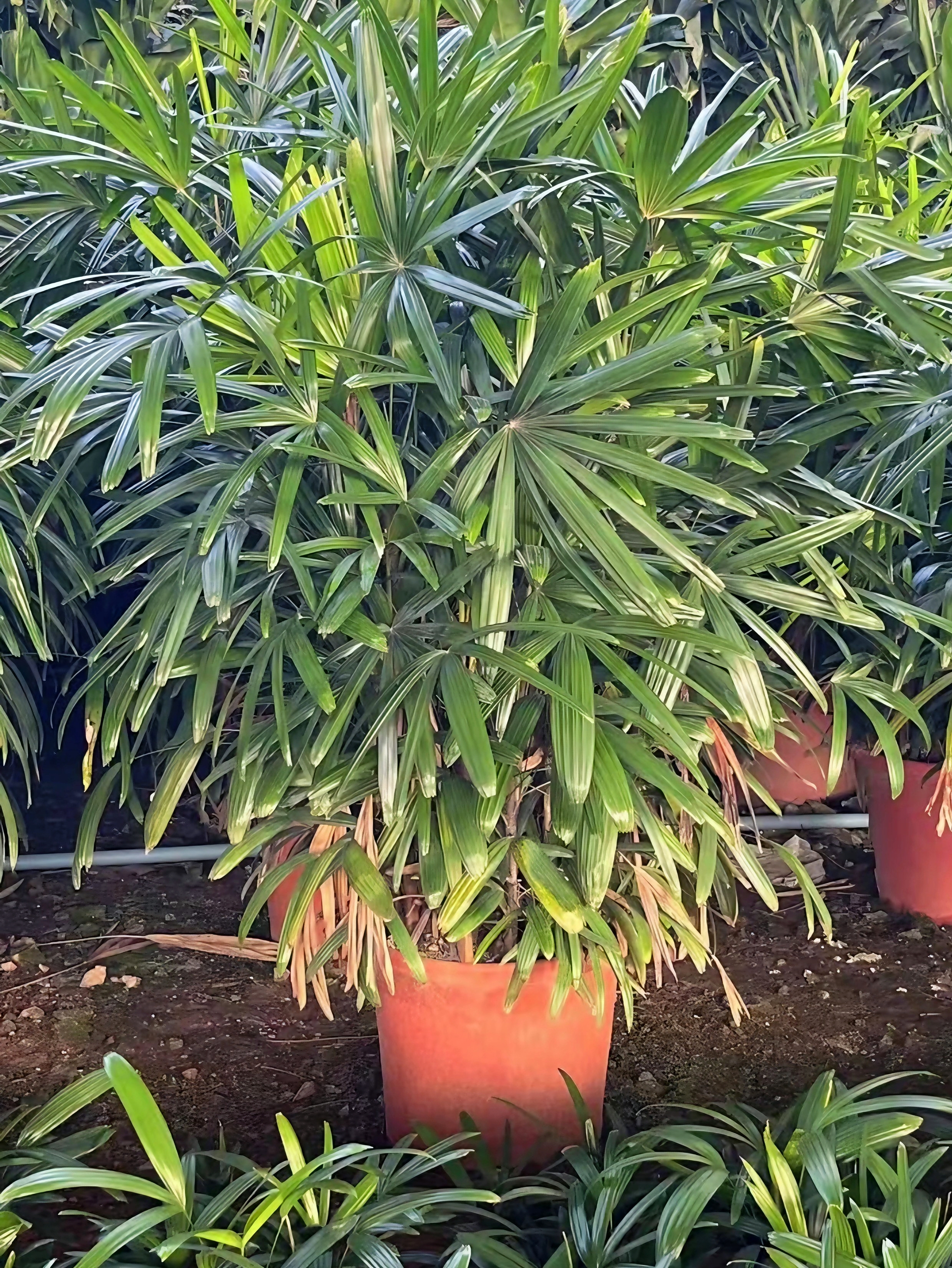 Rhapis excelsa