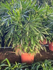Rhapis excelsa