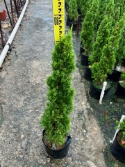 Sabina chinensis (L.) Ant. cv. Kaizuca