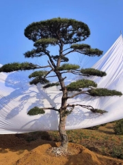 Pinus tabuliformis Carrière